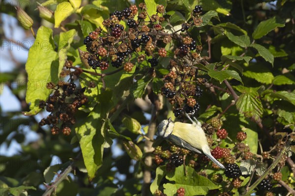 Blue tit