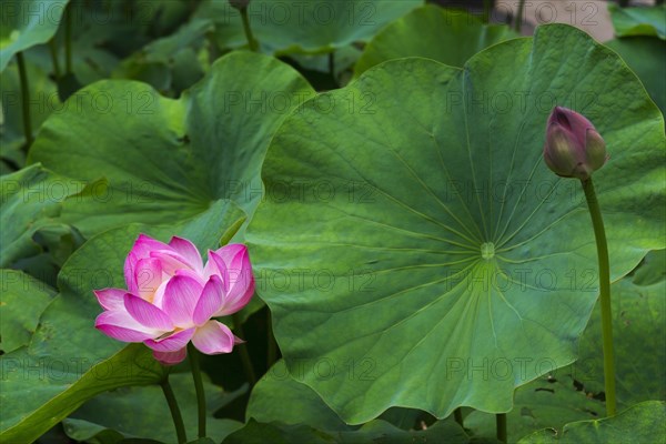 Lotus blossom