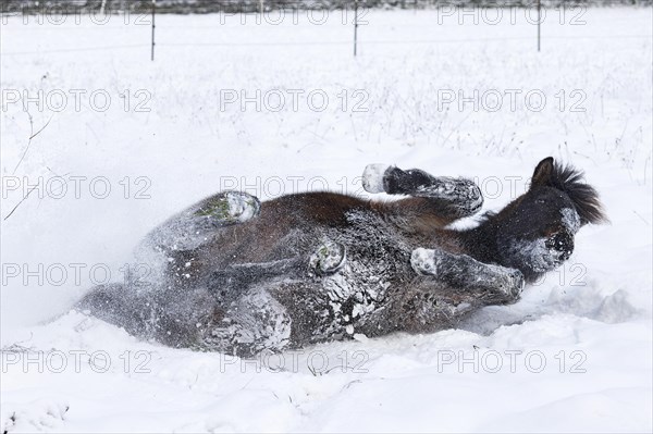 Icelandic horse