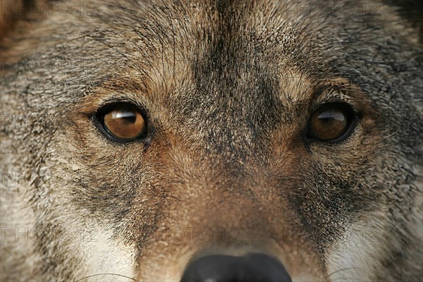 Iberian wolf