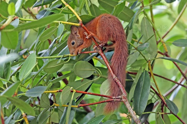 Eurasian red squirrel