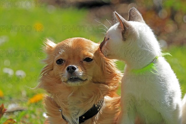 Thai cats and Chihuahua sitting