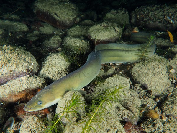 European eel