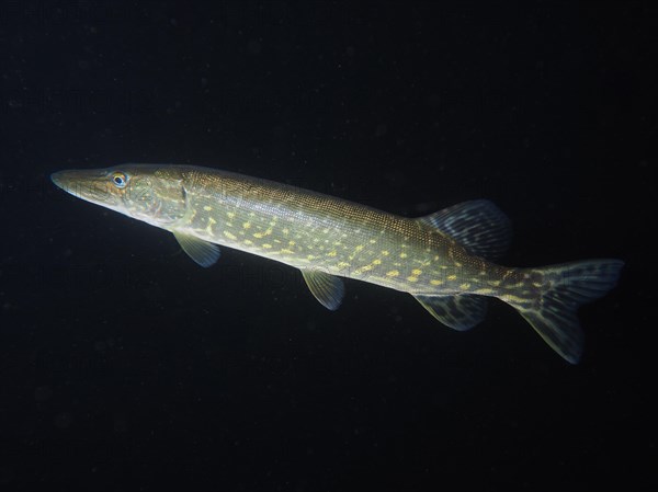 Pike