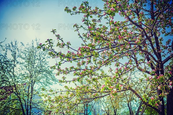 Blossoming trees instagram stile