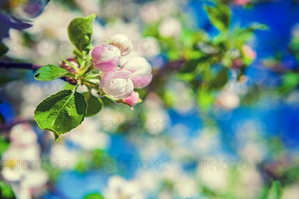 Little flowers of blossoming apple tree with blurred spring floral background instagram stile