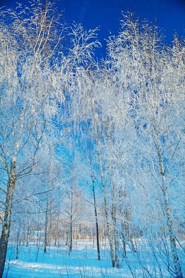 Birch in winter