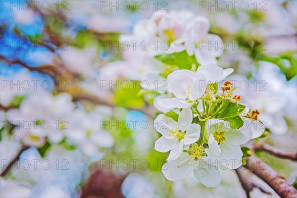 Blossom of apple tree on verry blurred background instagram style