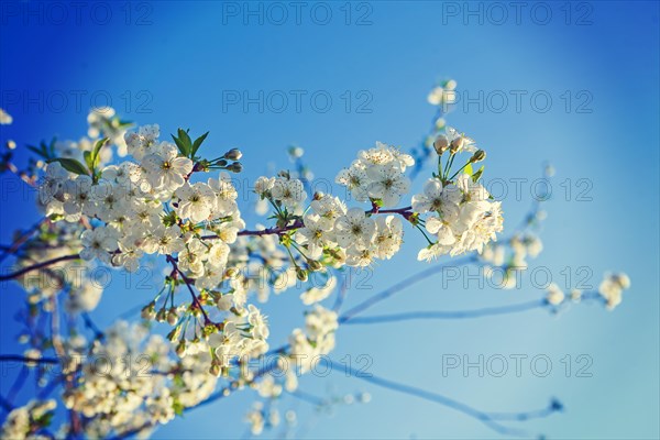 Branch with blossoming flowers of the cherry tree insagram sttile