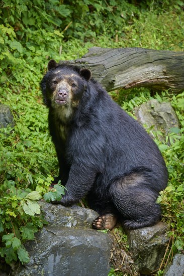 Spectacled bear