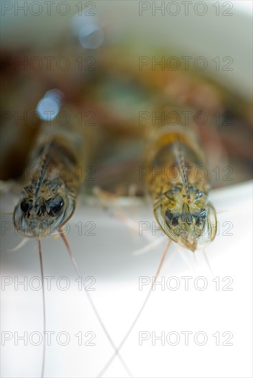 Raw fresh alive shrimps on a bowl over white background