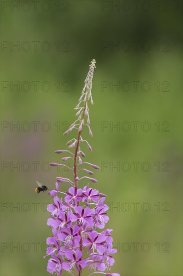 Red-tailed bumble bee