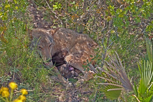 Iberian wolf