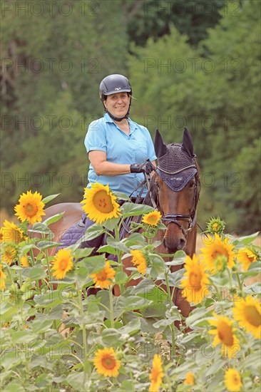 Rider with warmblood in a field of sunflowers