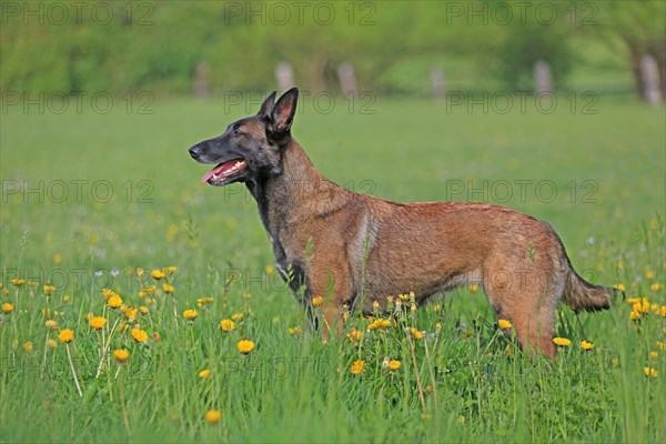 Malinois in flower meadow