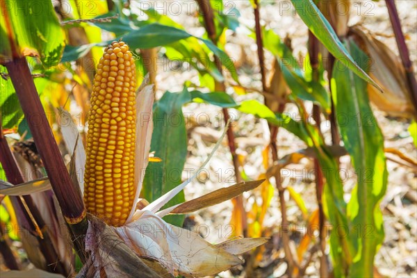 Horizontal version close up view on ear of maize corn