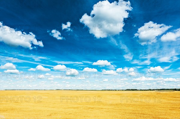 Wheat field and blue cloudy sky View from above