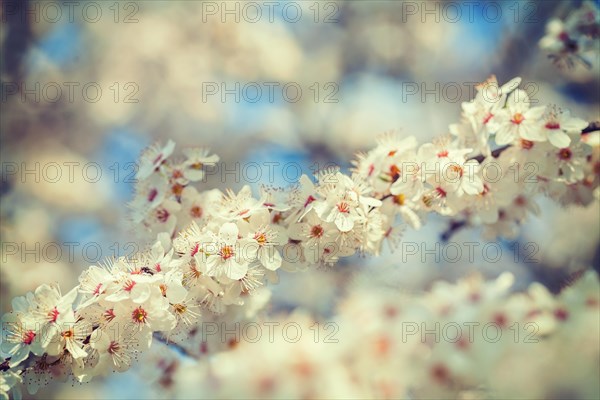 Floral background branch of blossoming cherry tree with white flowers instagram style
