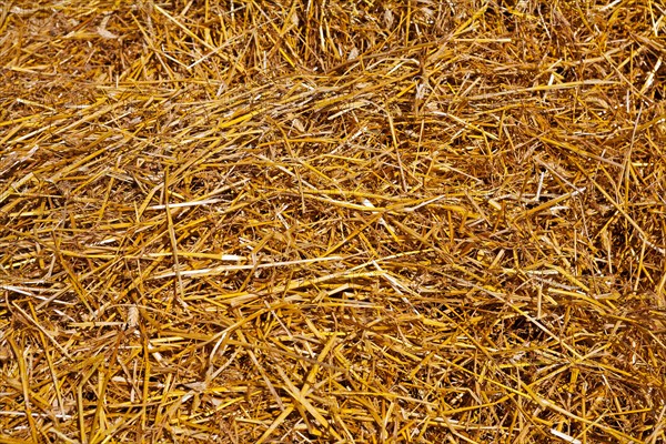Yellow wheat straw texture agricultural concept