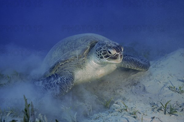 Green turtle