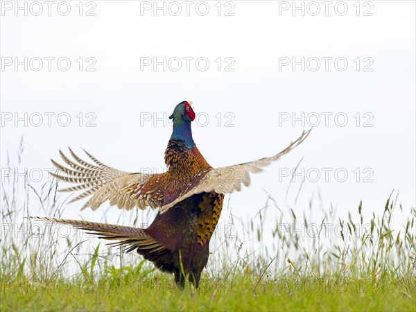 Pheasant