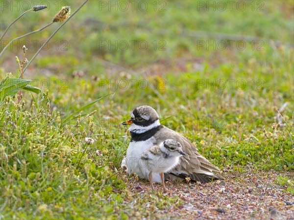 Ringed Plover