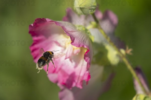 Buff tailed bumble bee