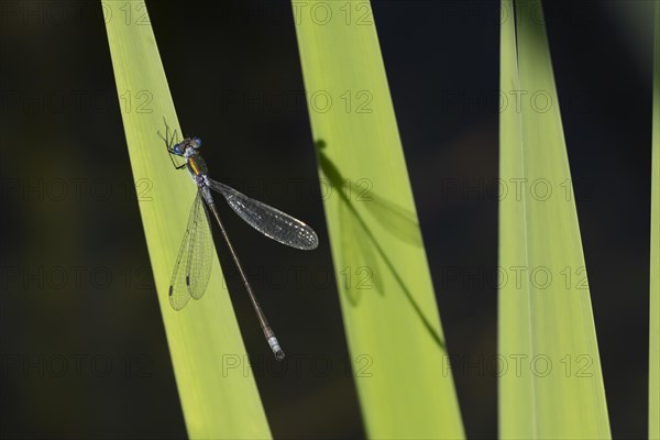 Emerald damselfly