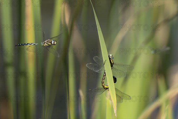 Migrant hawker