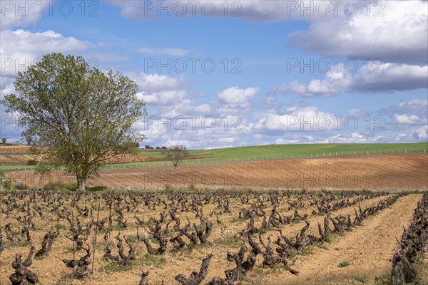 Landscape with vineyards in spring in the designation of origin area of Ribera del Duero wines in Spain