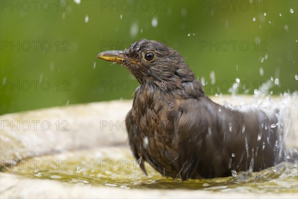 Common blackbird