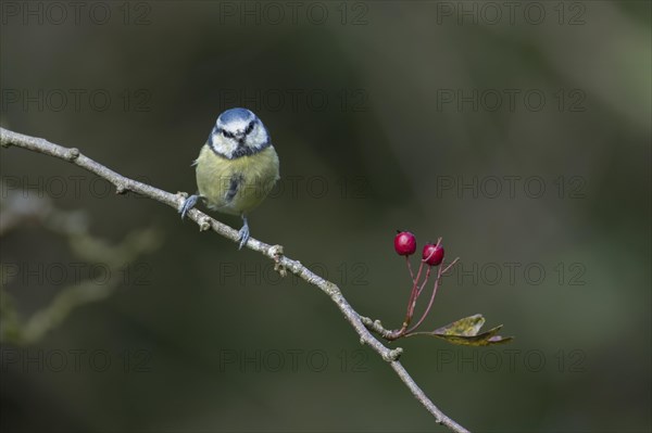 Blue tit