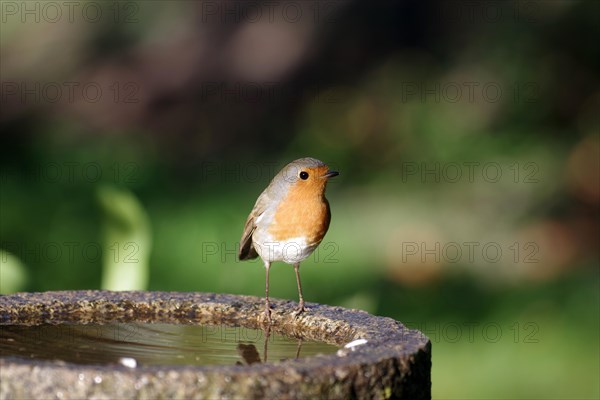 European robin