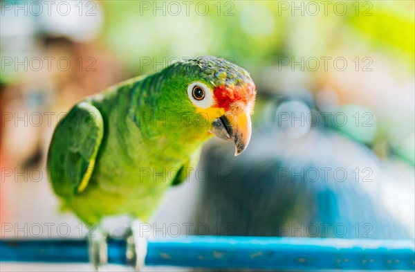 Portrait of Autumnal Amazon Parrot outdoors. Cute red-crested parrot Central American