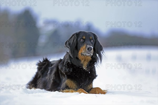 Hovawart lying in the snow