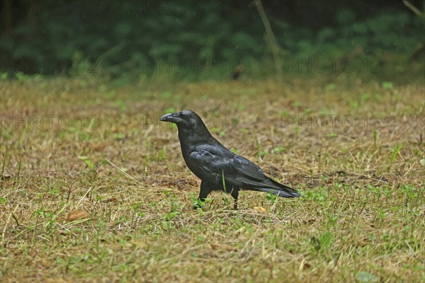 Common Raven