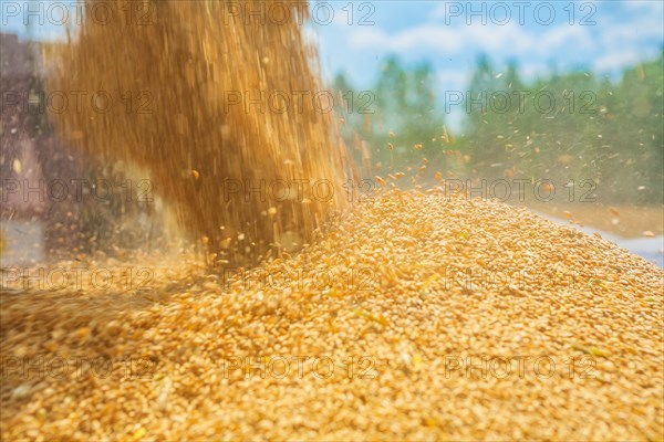 Pouring corns of wheat in harvesting instagram style close up