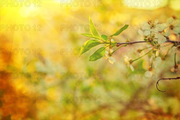 Sunny view branch of blossoming cherry tree with green leaves selective focus instagram style