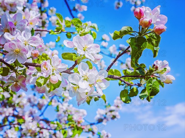 Blossom of apple tree floral background instagram style
