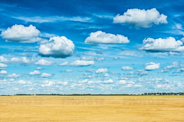 Golden wheat field and sky very high view