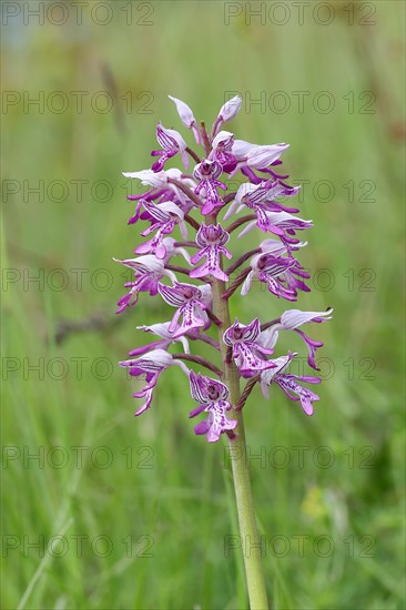 Military orchid