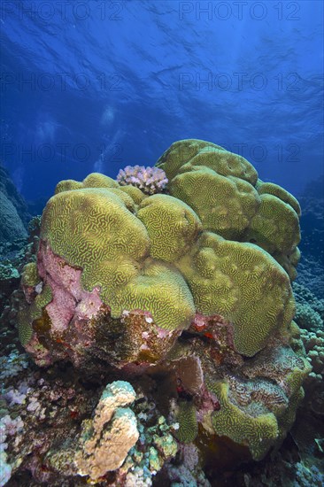 Rough brain coral