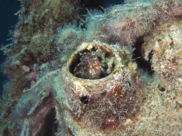 A sabre-toothed blenny