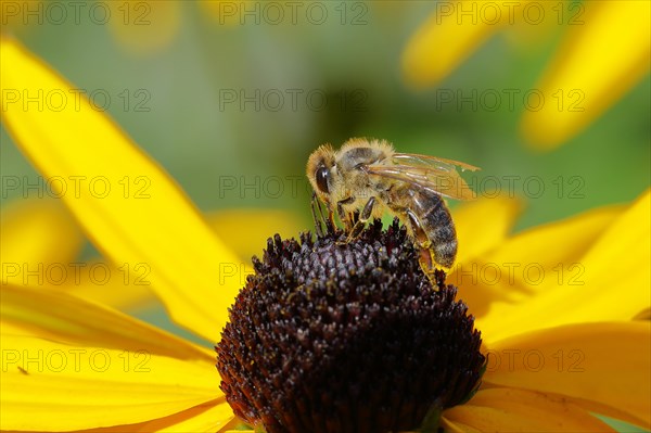 European honey bee