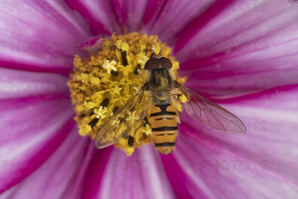 Common hoverfly