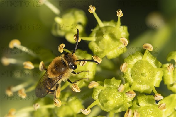 Ivy bee