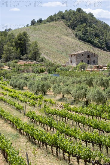 Experience stunning vineyard landscapes in the Priorat wine region