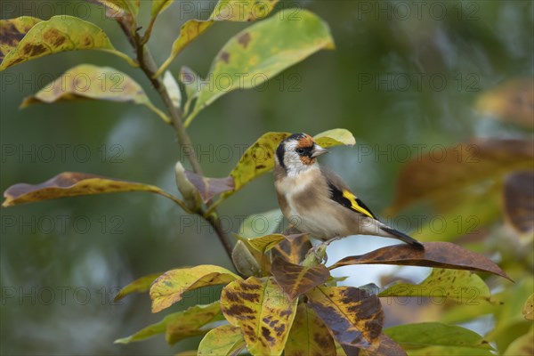 European goldfinch