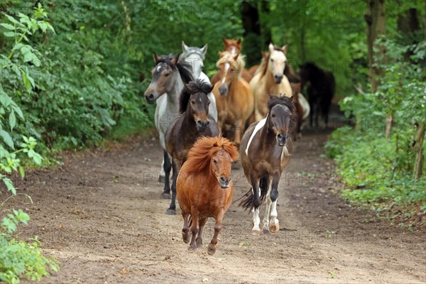 Ponies run out to pasture
