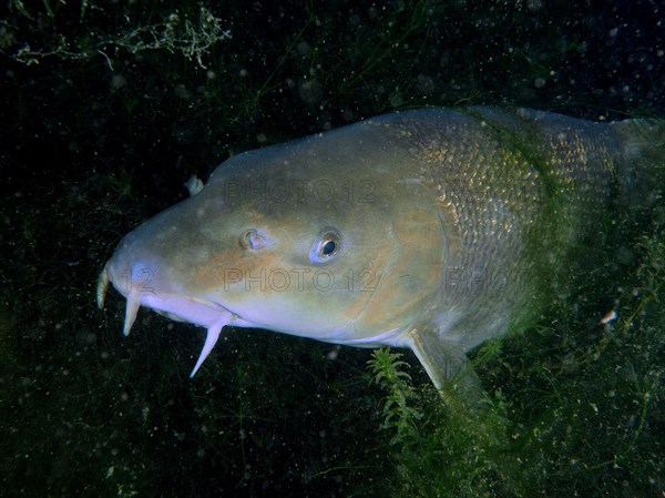 Portrait of barbel